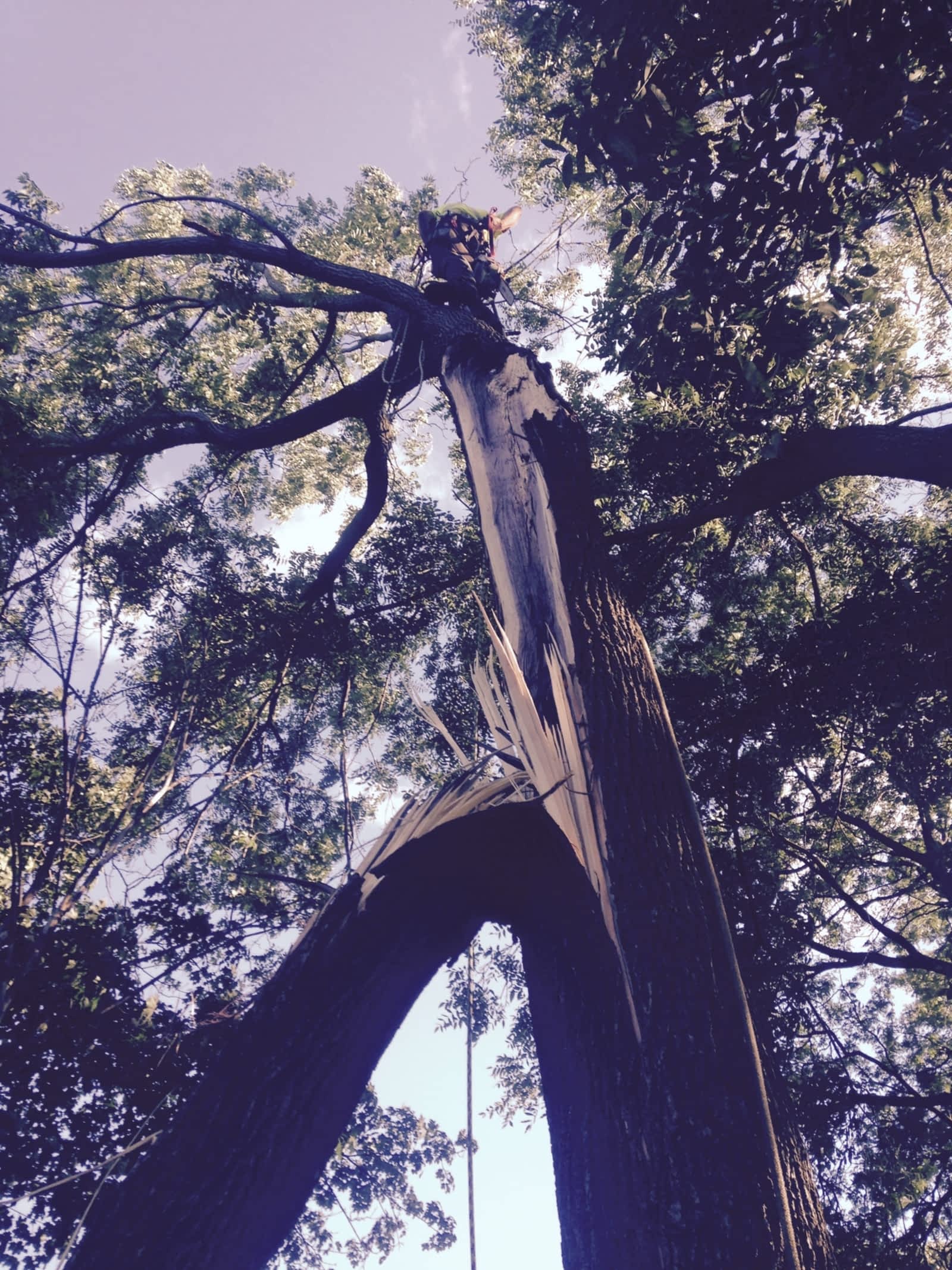 Wildwood Tree Services Ltd Opening Hours 3448 Ninth Line Oakville On