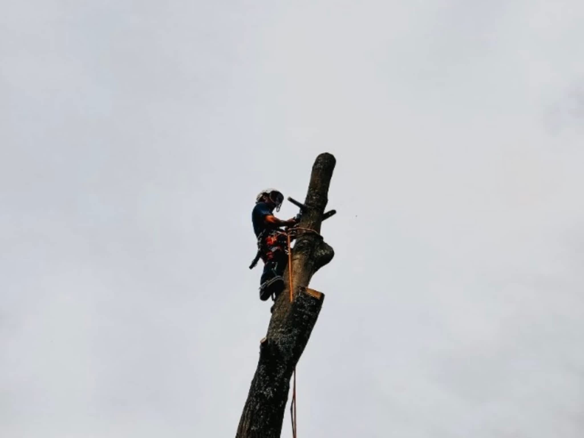 photo Andovic Tree Services