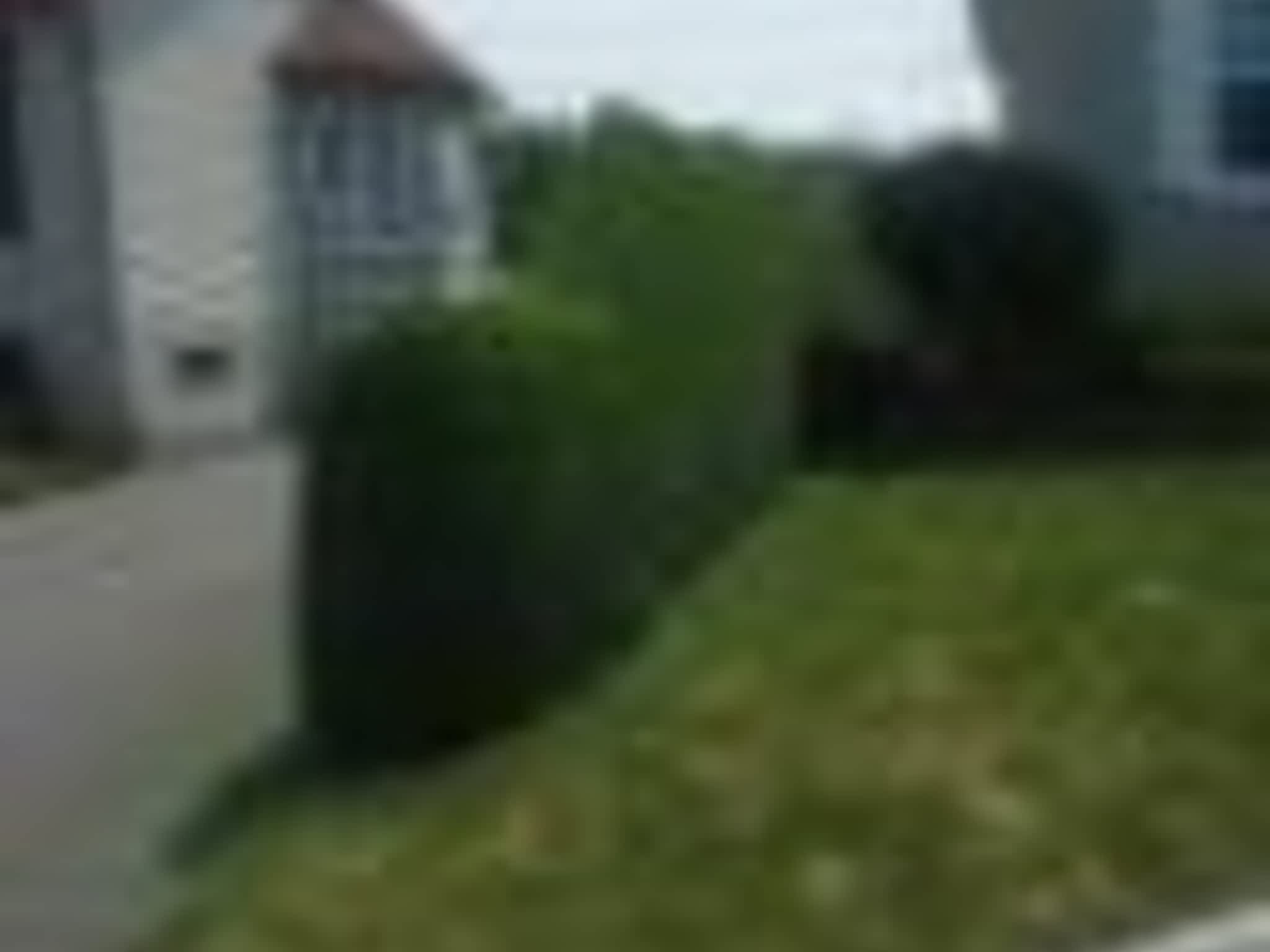 photo Taillage Compétitif CB