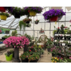 Busy Bee Greenhouse - Garden Centres