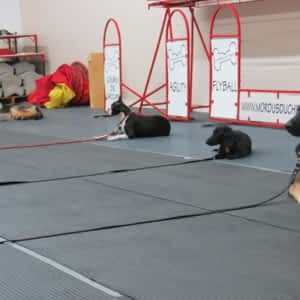 dressage de chien laval