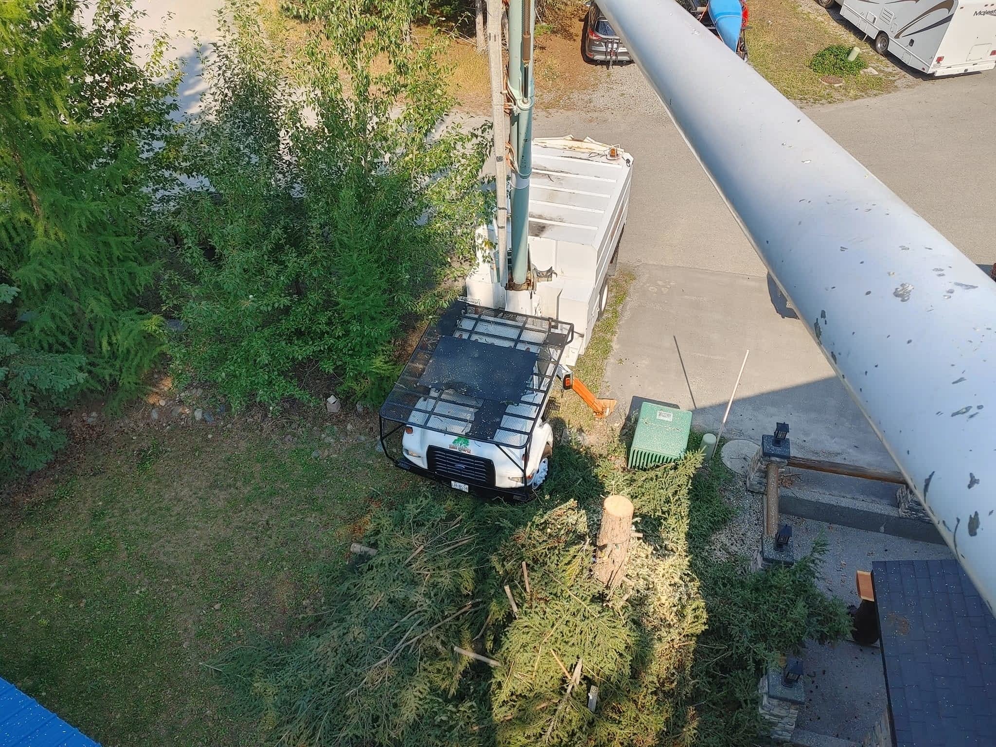 photo DW Tree Removal