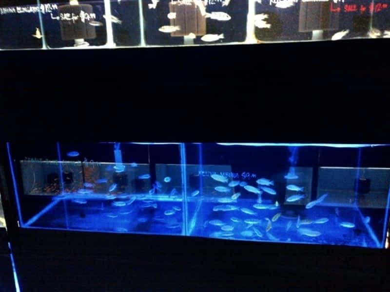 Nestor's Aquariums & Pets Winnipeg, MB 1045R St James St Canpages