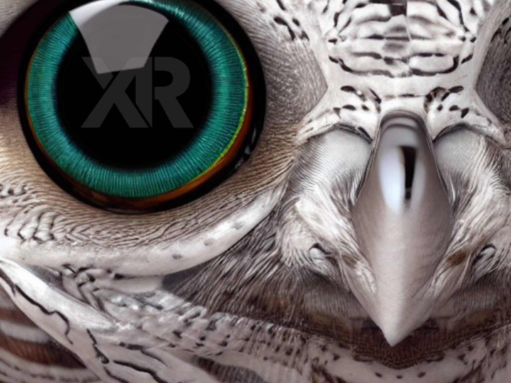 photo Services-conseils en intelligence artificielle & développement d'applications Apple