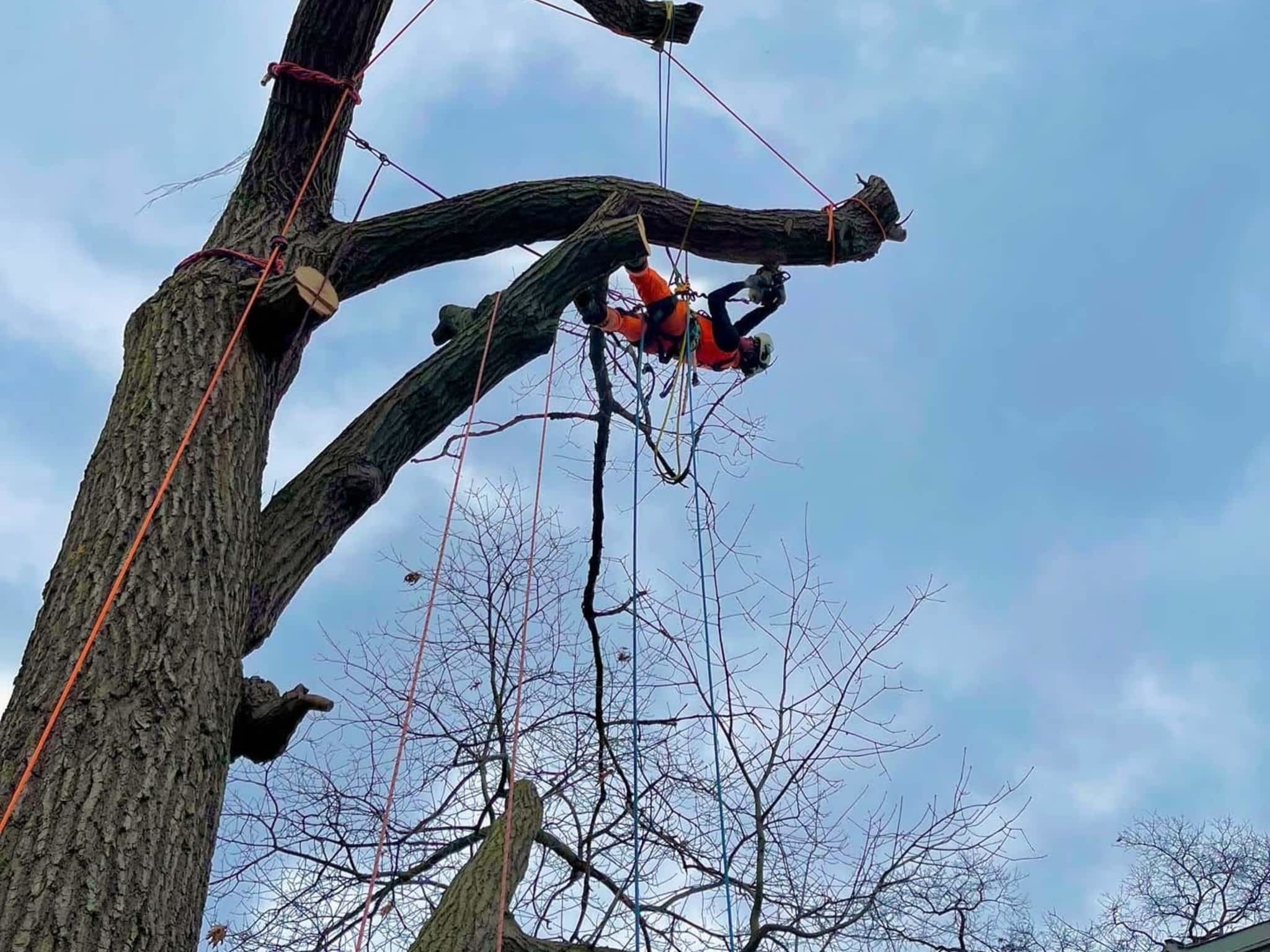 photo Vista Tree Management