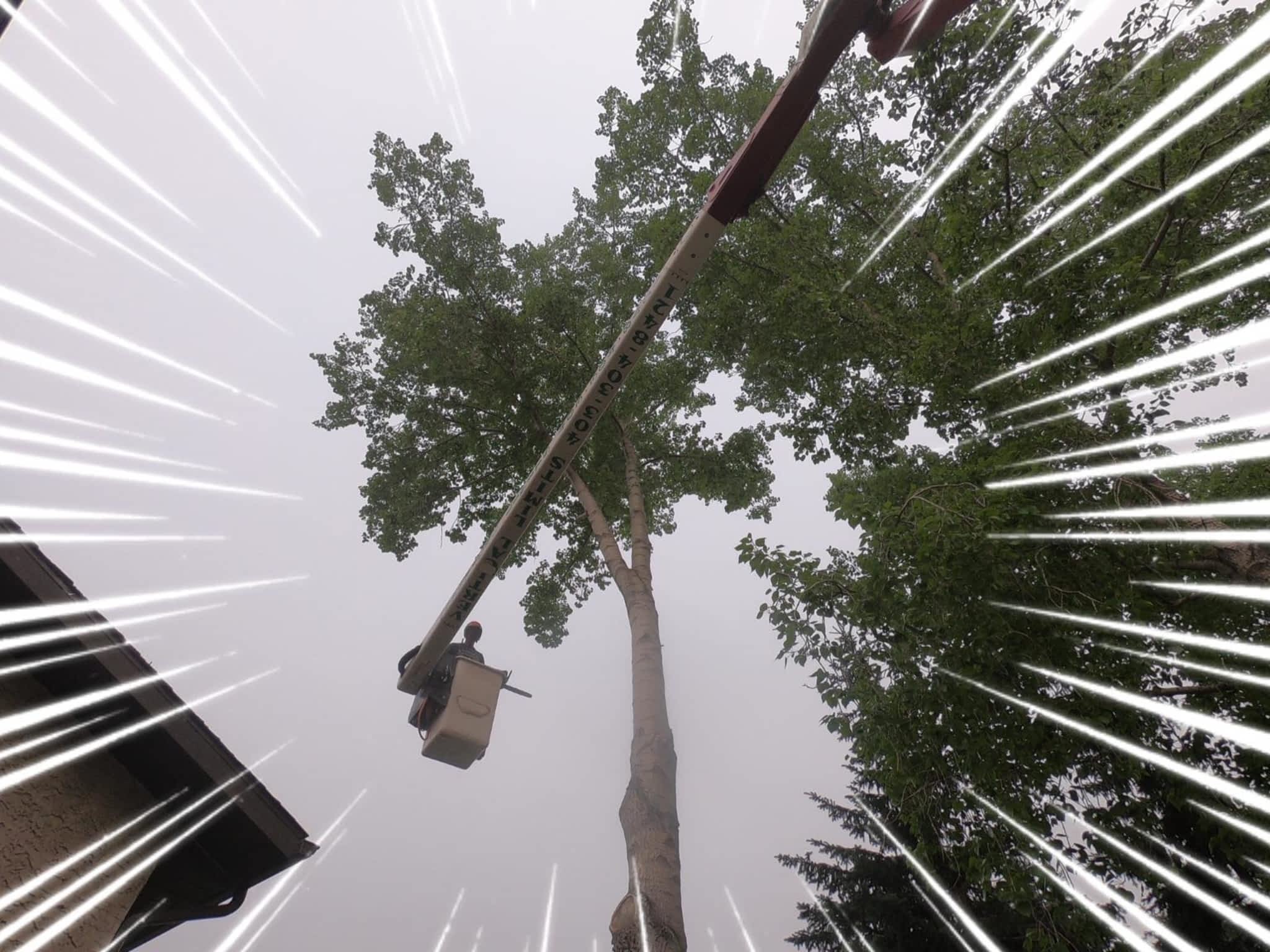 photo Vertical Limits Tree Care