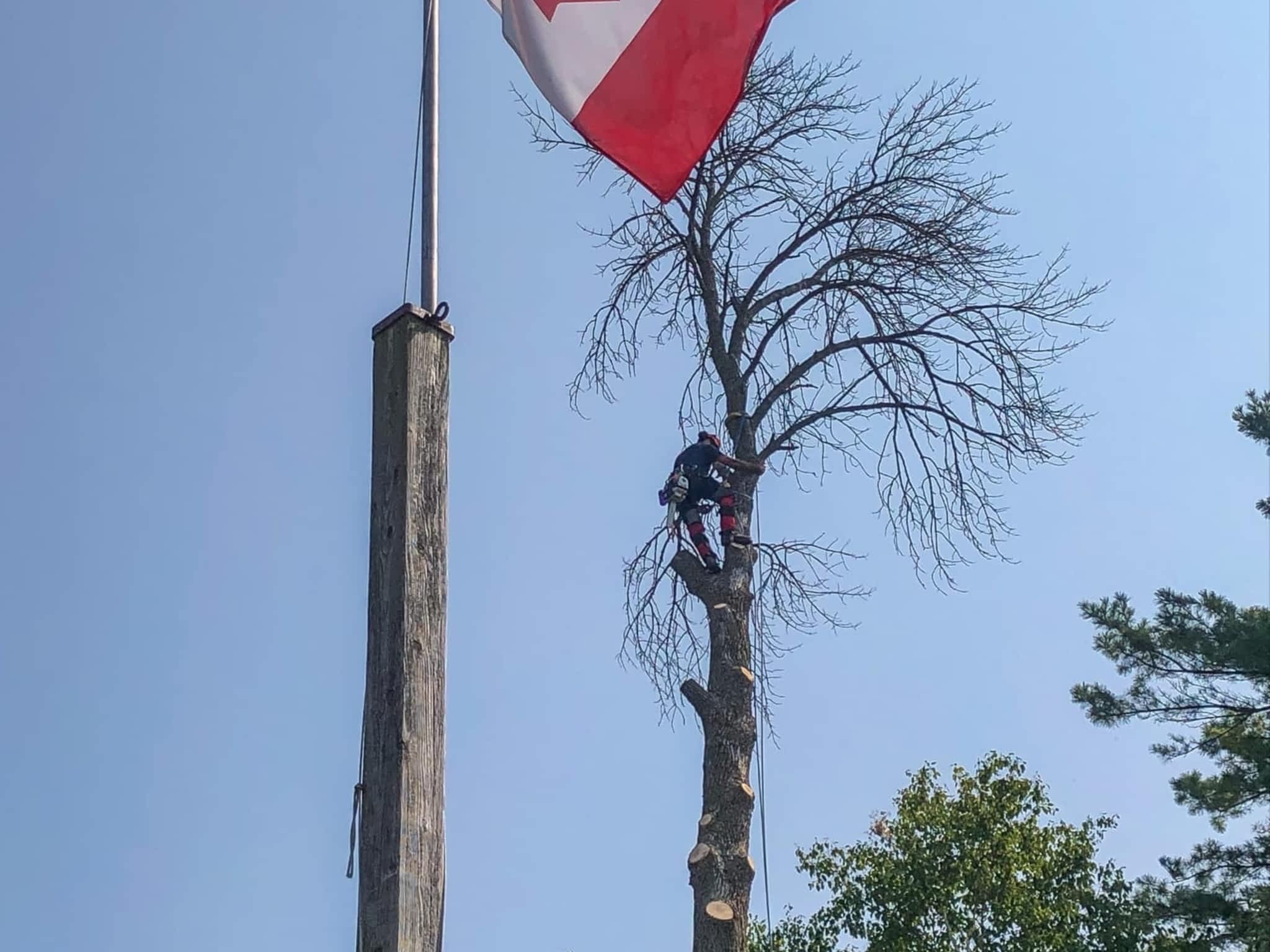 photo Twigs & Trunks