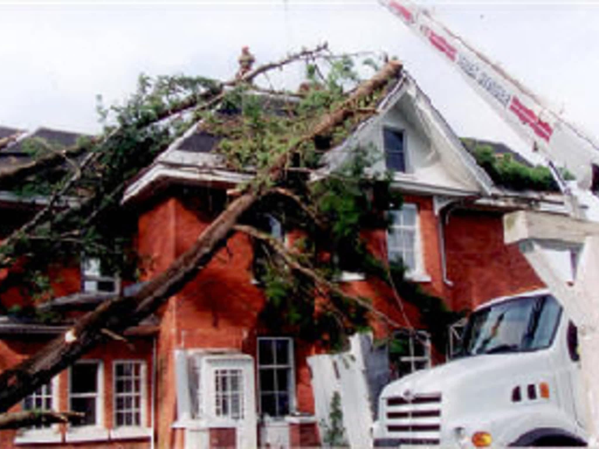 photo AAA Tree Service