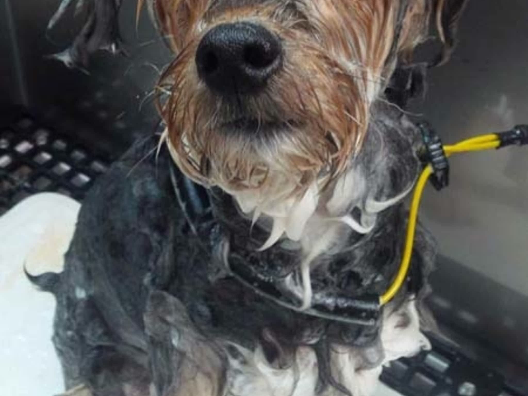 photo Tangles 2 Tame Dog Grooming