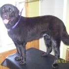 View Salon Toilettage Pattes de Velours’s Courcelles profile