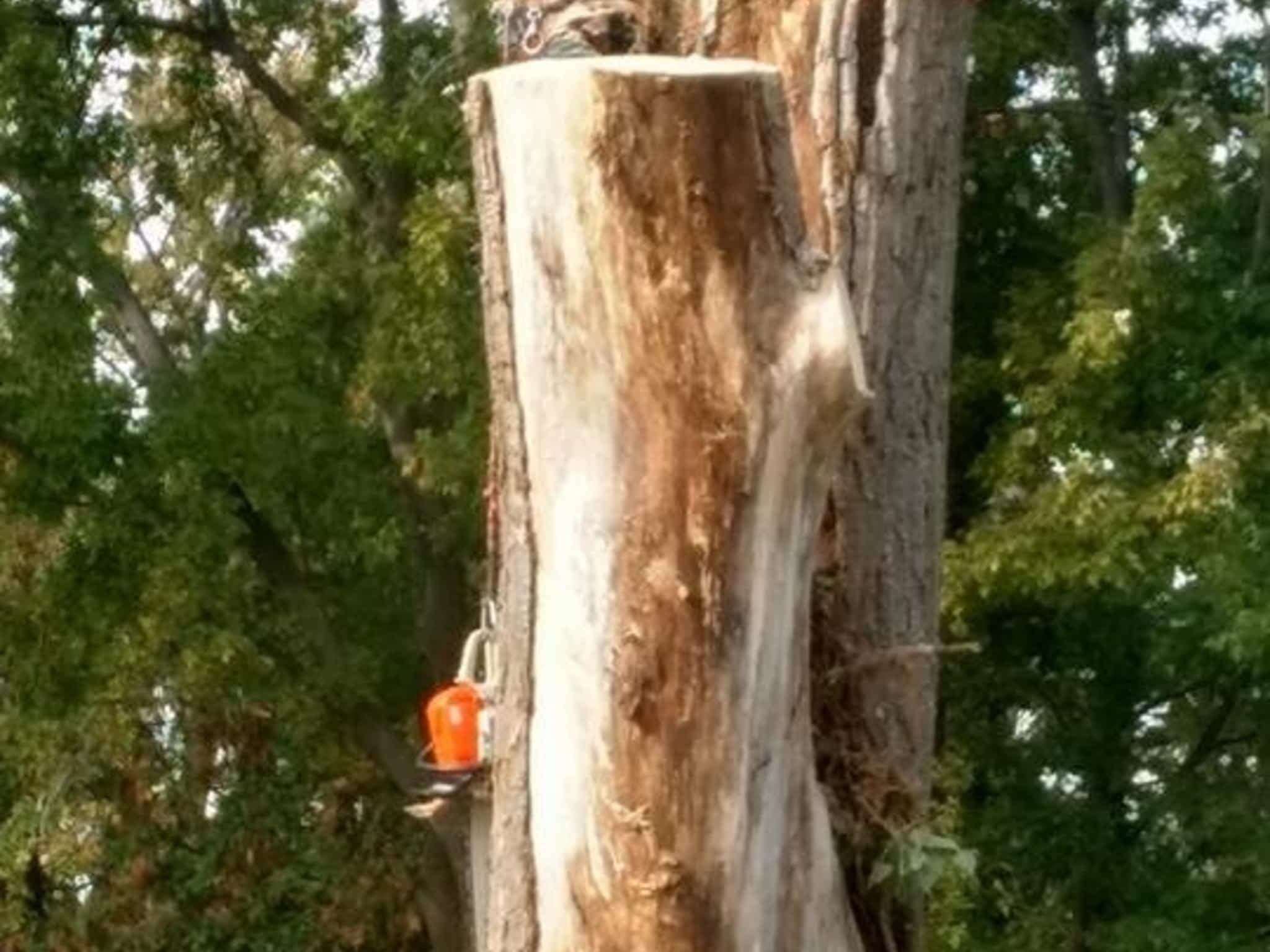 photo J R Tree Service