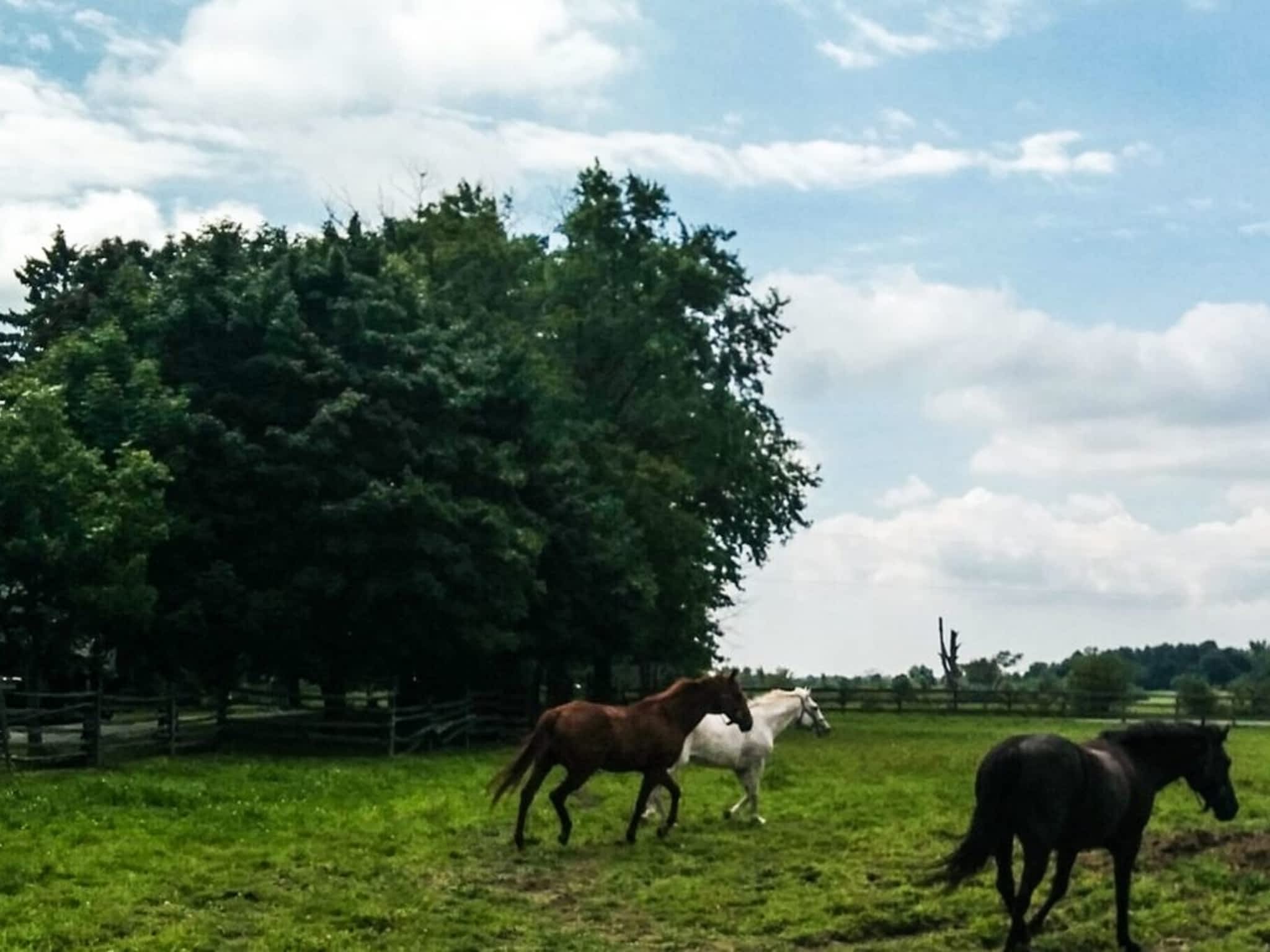 photo Rocking Horse Stables