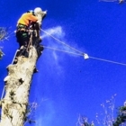 Acer Tree Professional Arboriculture Services - Service d'entretien d'arbres