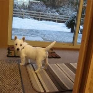 K9 Country Cottage Opening Hours 1550 Tatlow Rd Sidney Bc