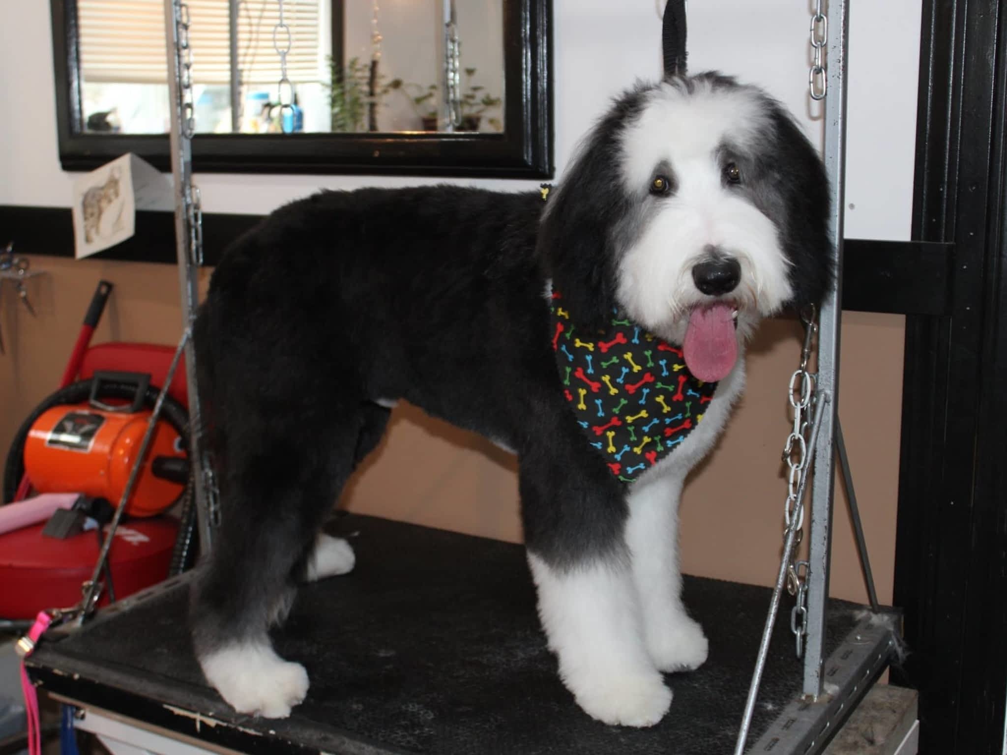 photo Clip & Tails Grooming Inc