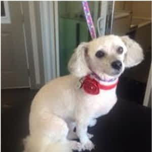 dog grooming red deer