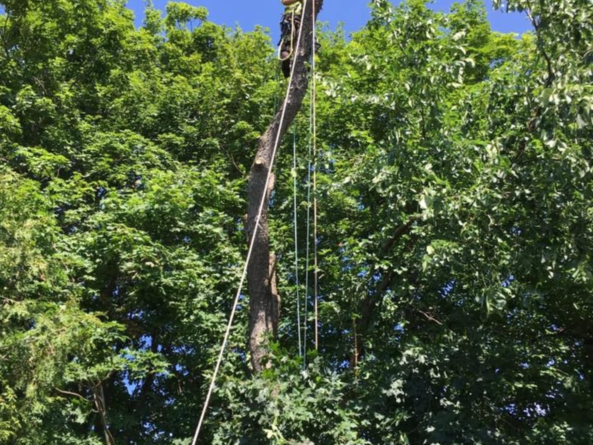 photo Ott's Tree Service