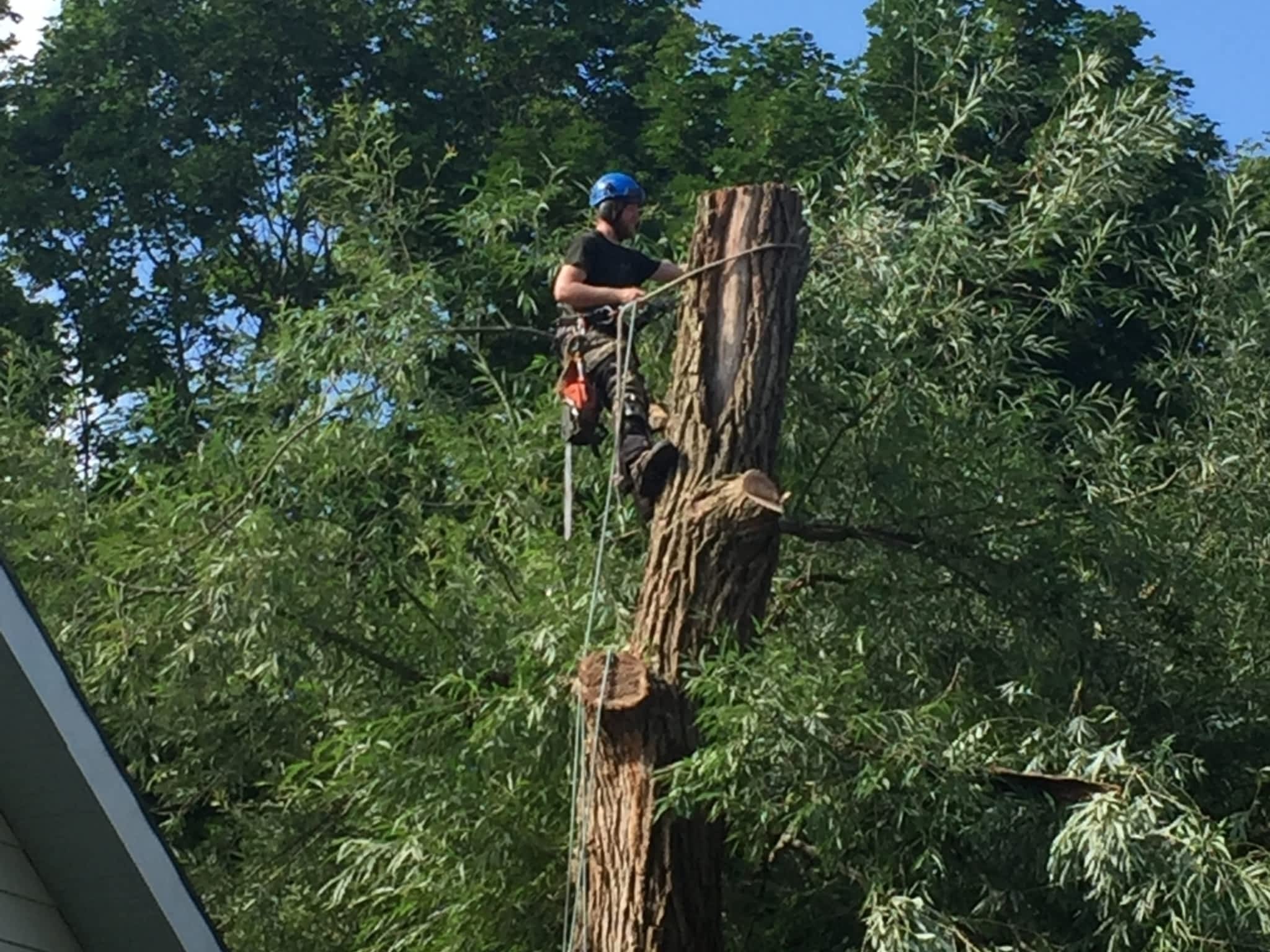 photo Timberjack Tree Service