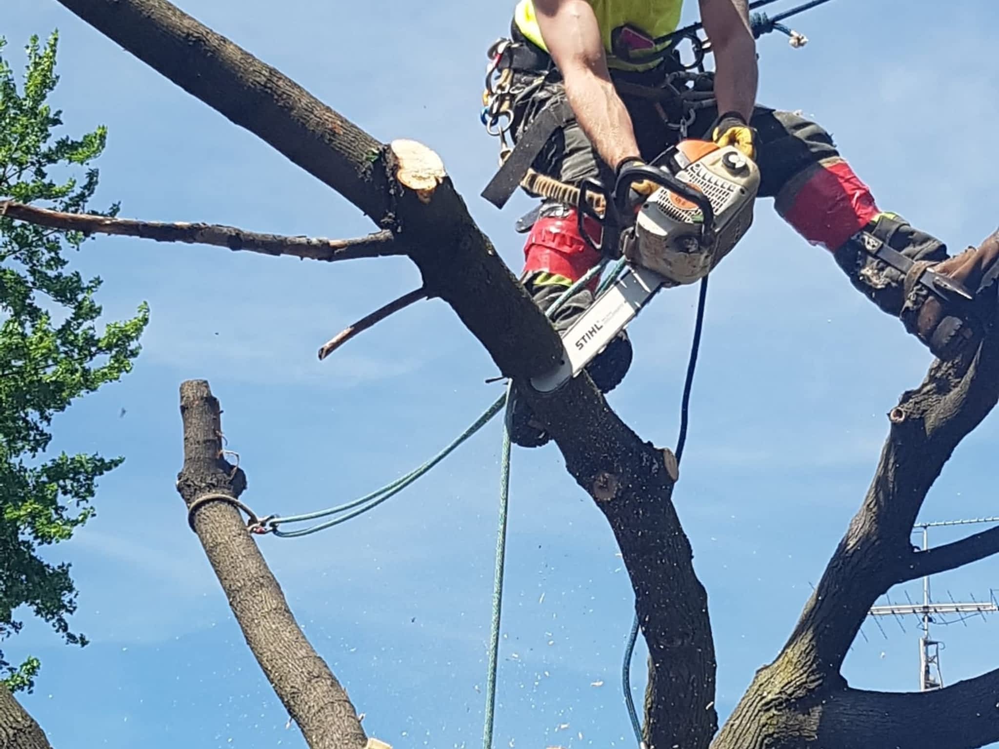 photo Wright's Tree Care