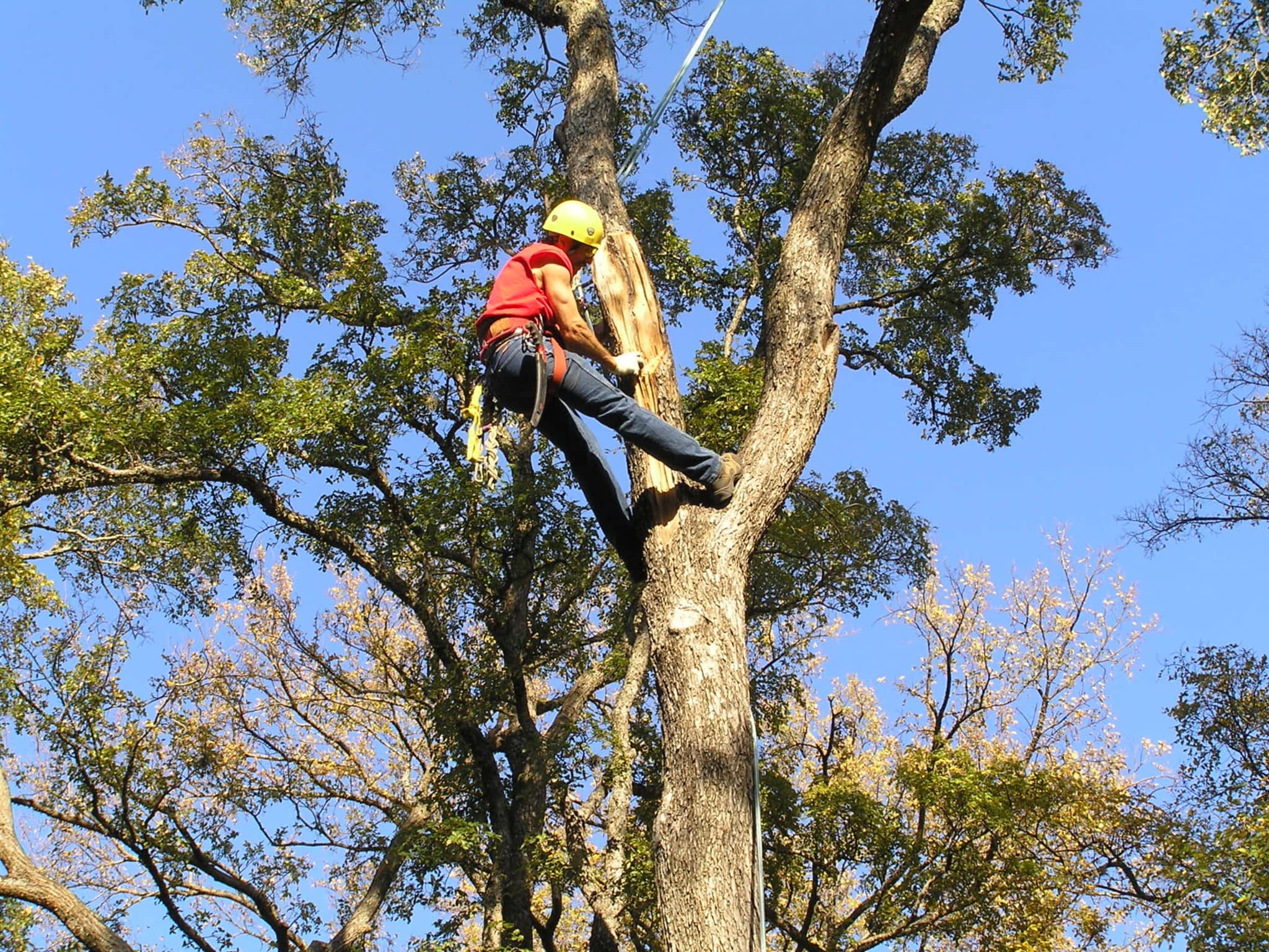 photo Calgary Tree Services Ltd