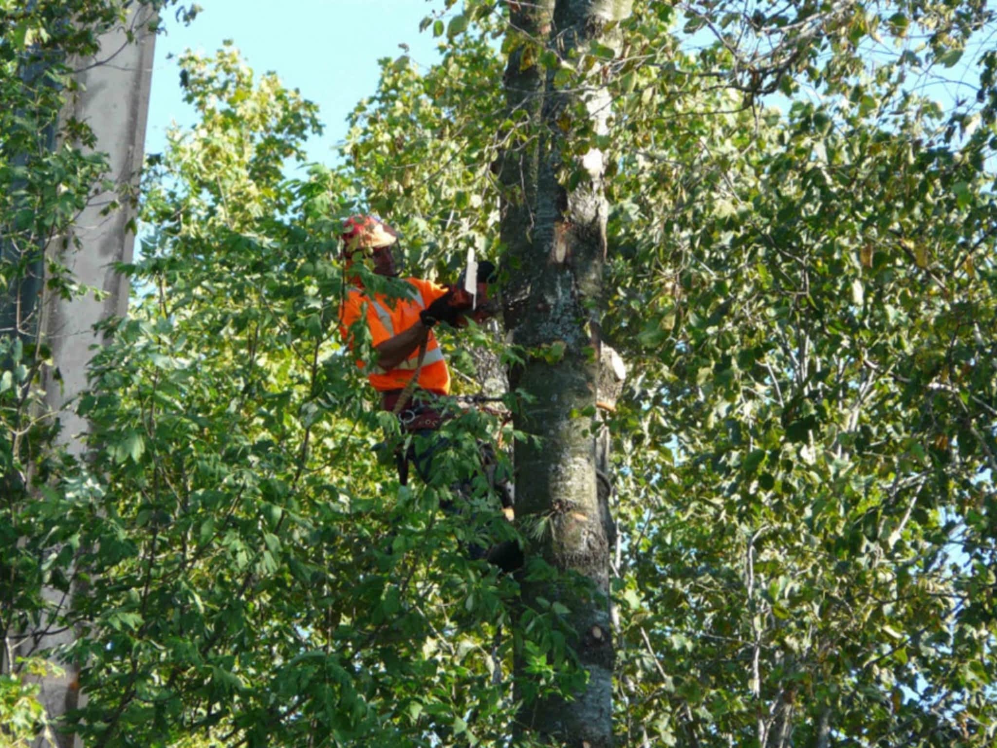 photo Arboris Tree Care