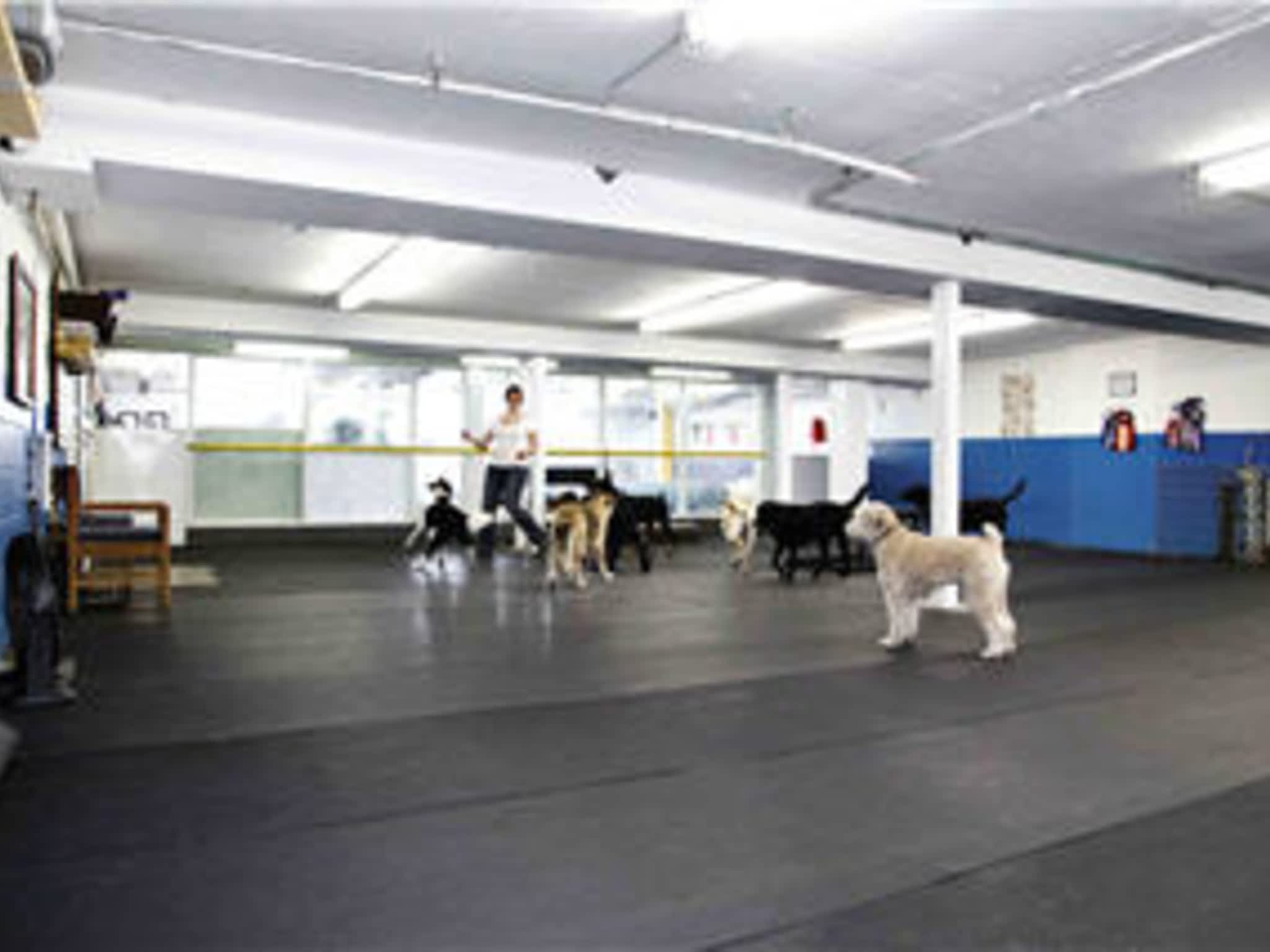 photo Just Fur Fun Dog Daycare and Training