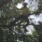 Chitty Tree - Tree Service