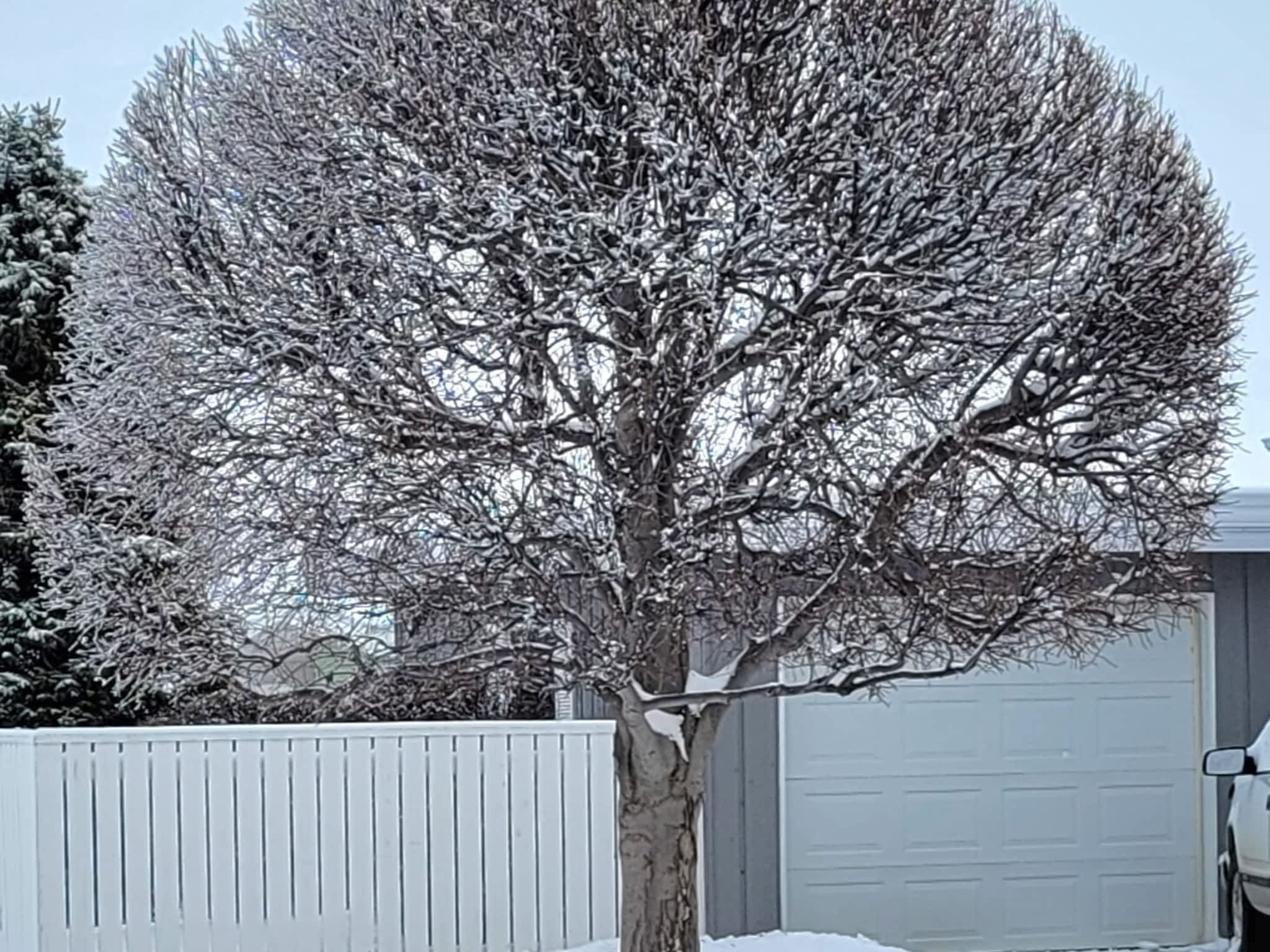 photo The Tree Man and Son