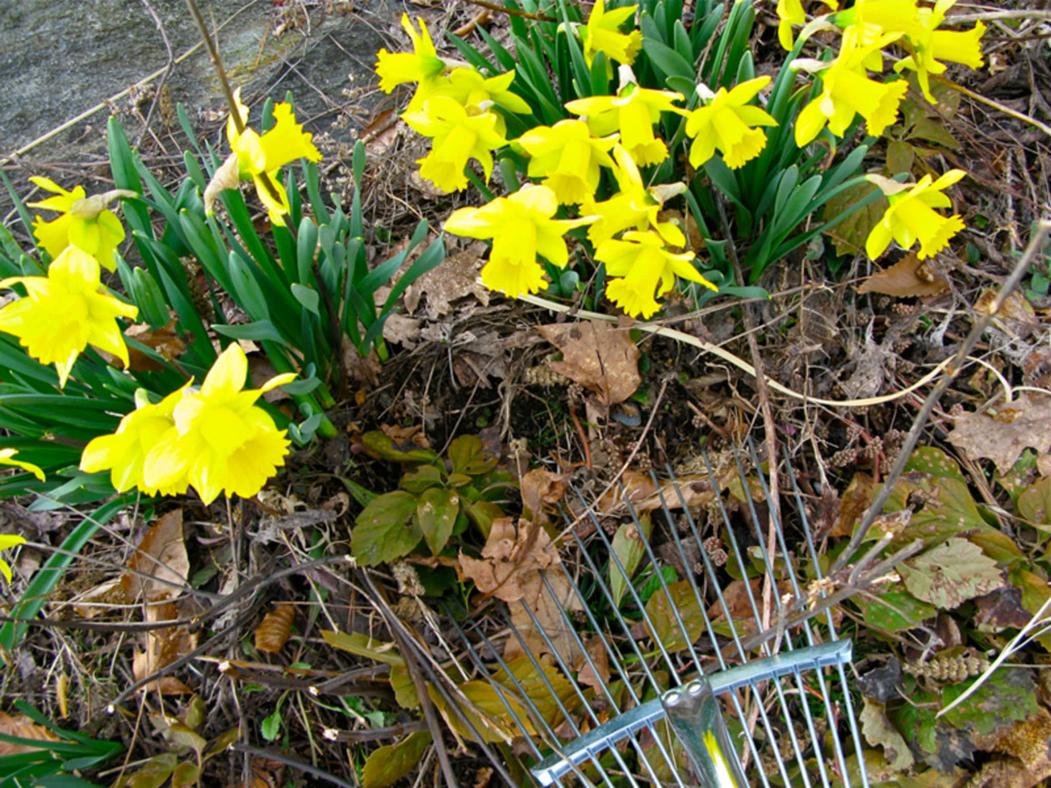 photo SCM Landscaping