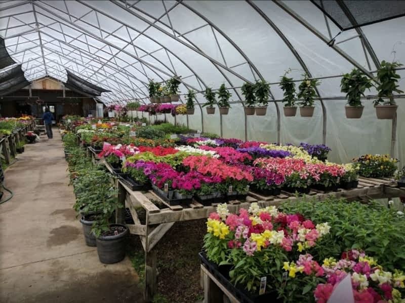 J H Garden Centre Headingley Mb 6950 Roblin Blvd Canpages Photo J H Garden Centre