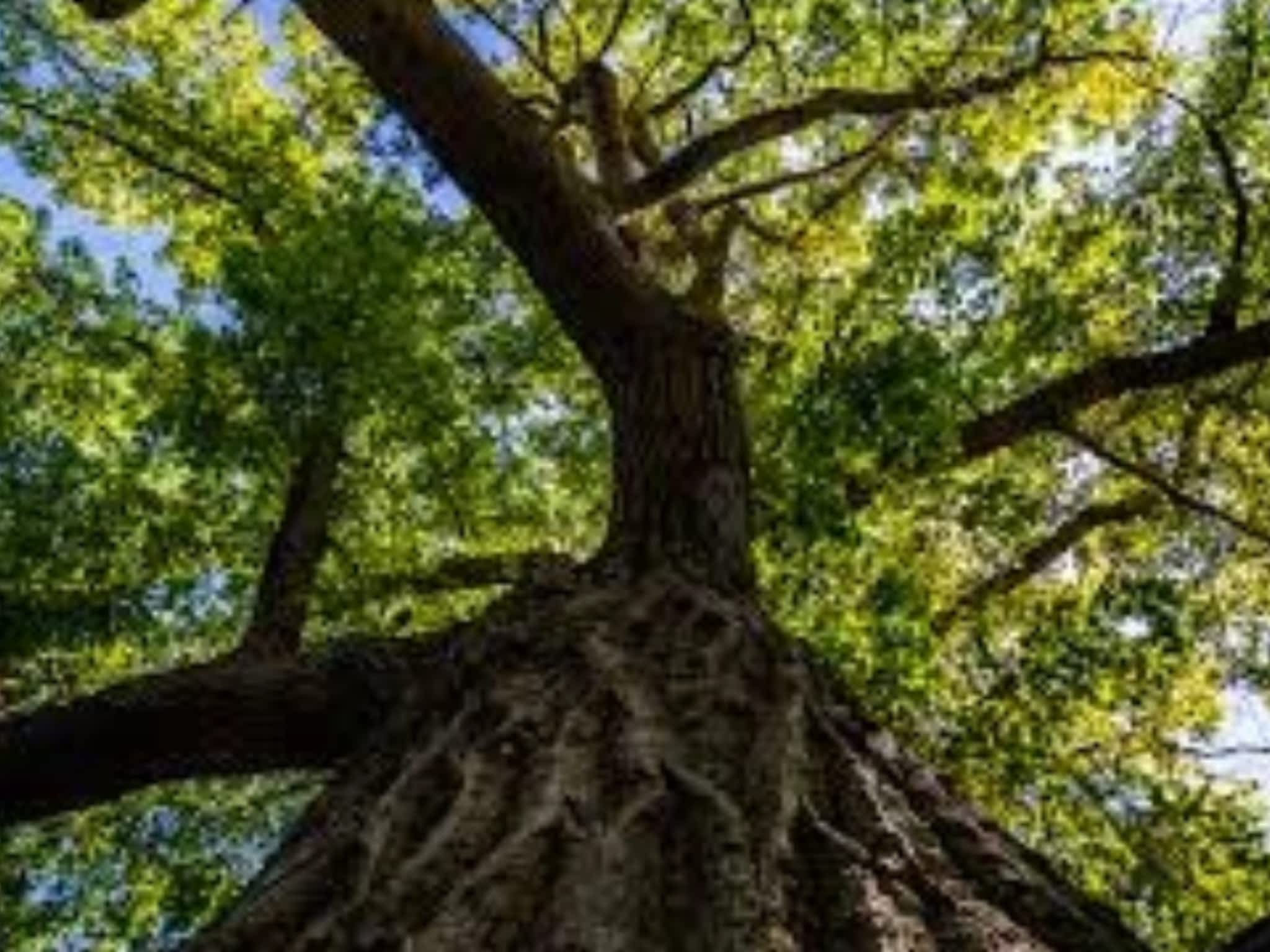 photo Zen Tree Care Consulting Inc