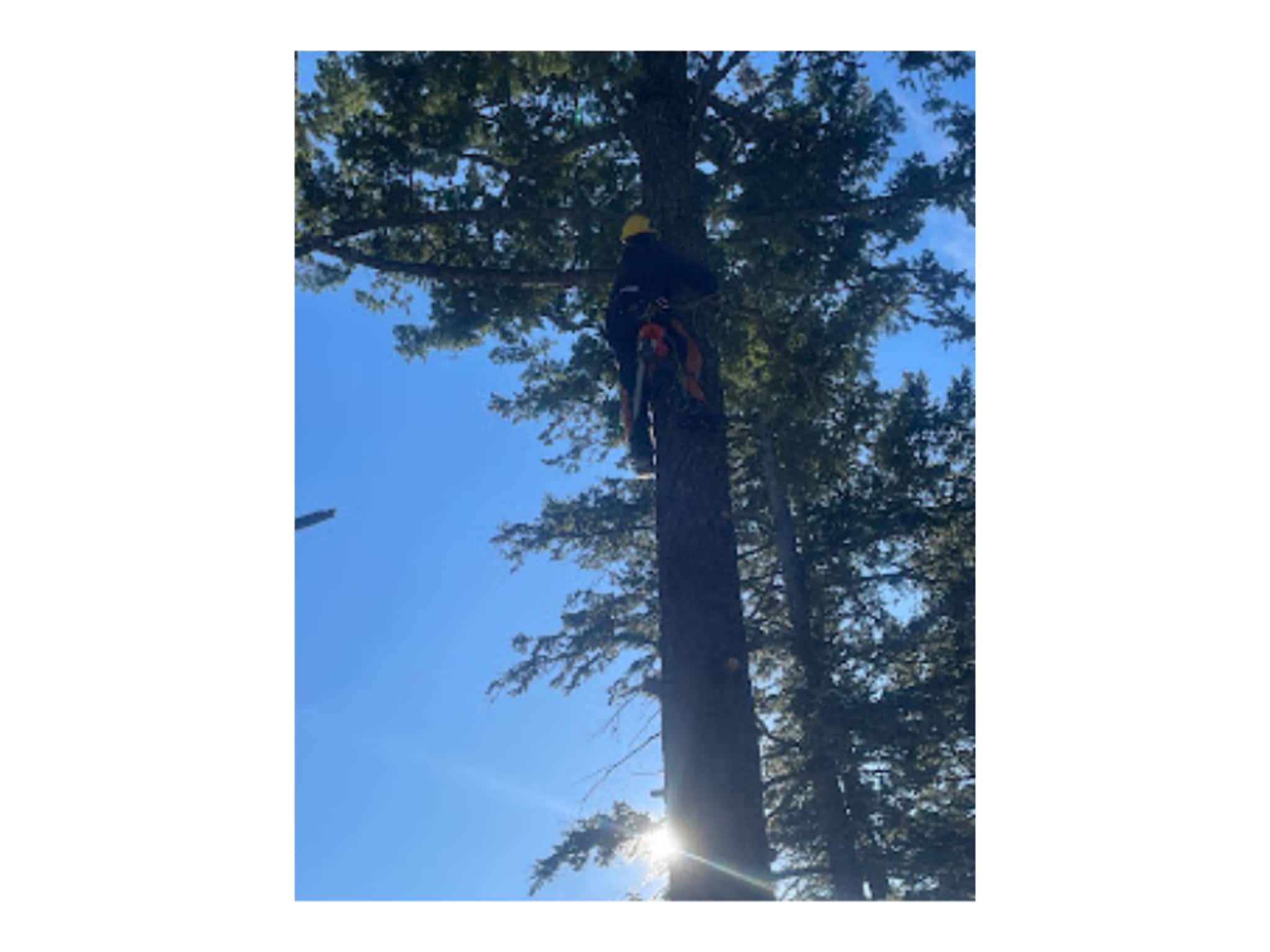 photo Western Arborist Services