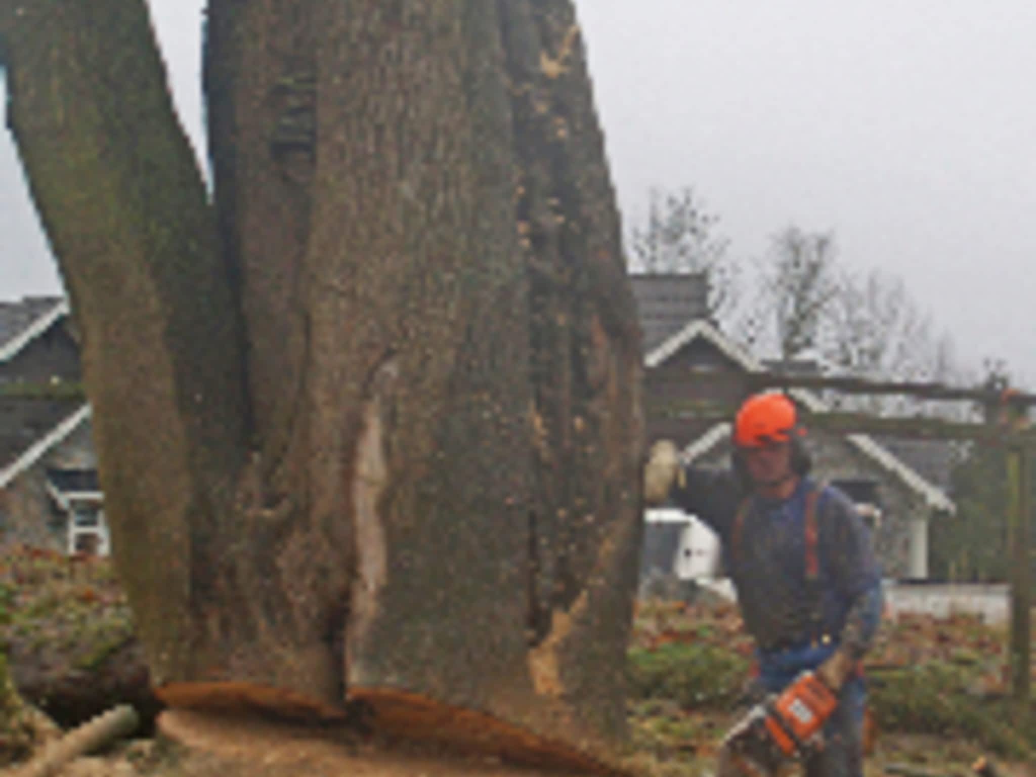 photo All Acres Professional Tree Service