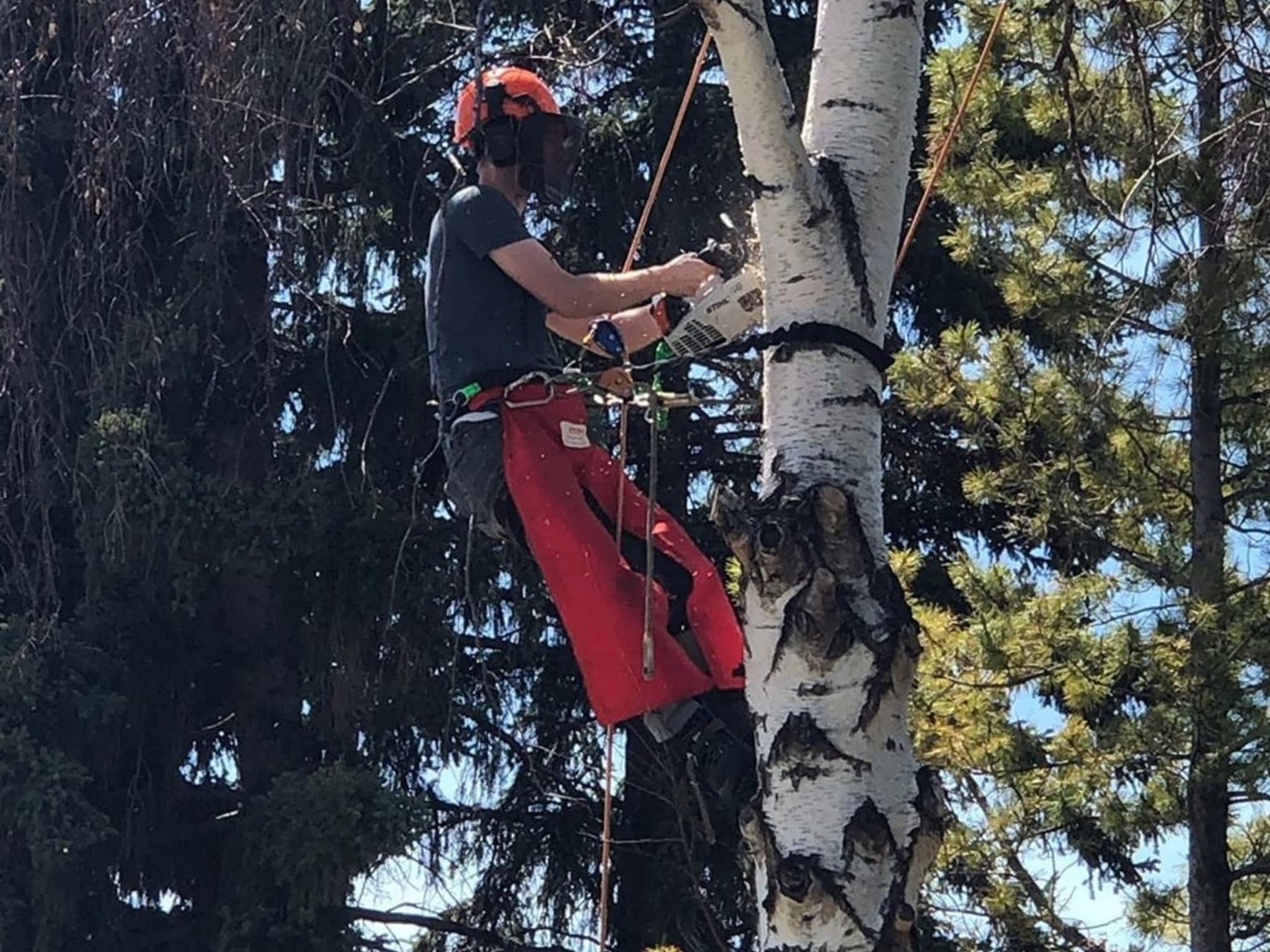 photo Elevated Tree Removal
