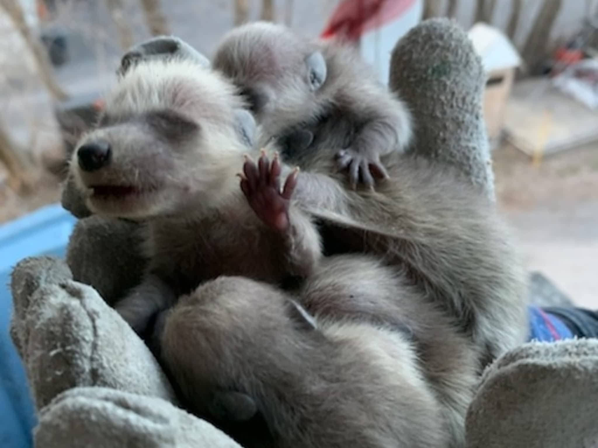 photo Grenier Faune Expert