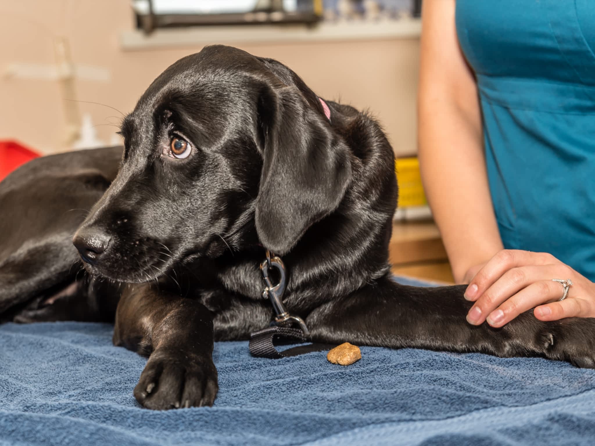 photo Vedder Mountain Veterinary Clinic