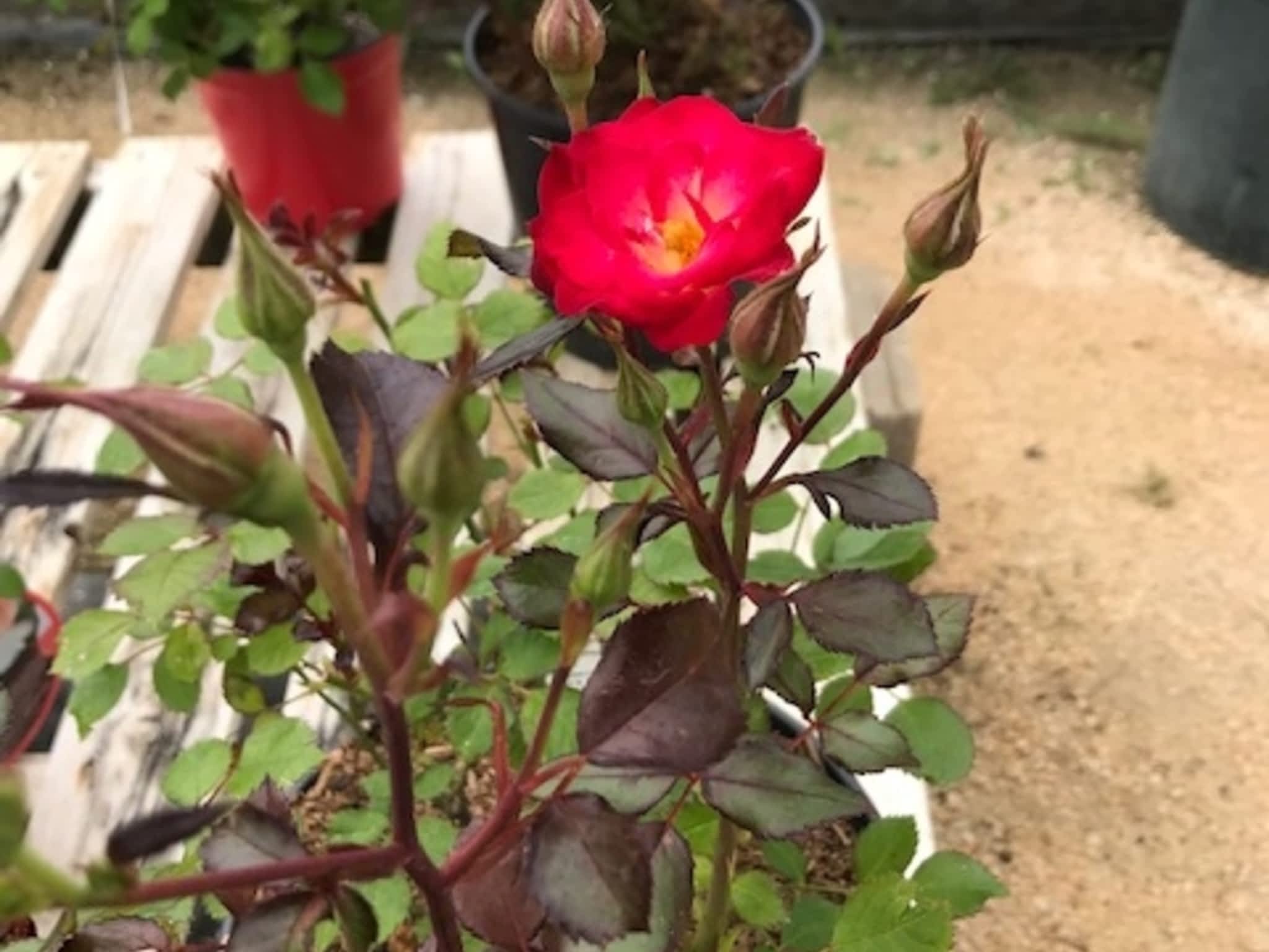 photo Kackenhoff Nurseries Ltd