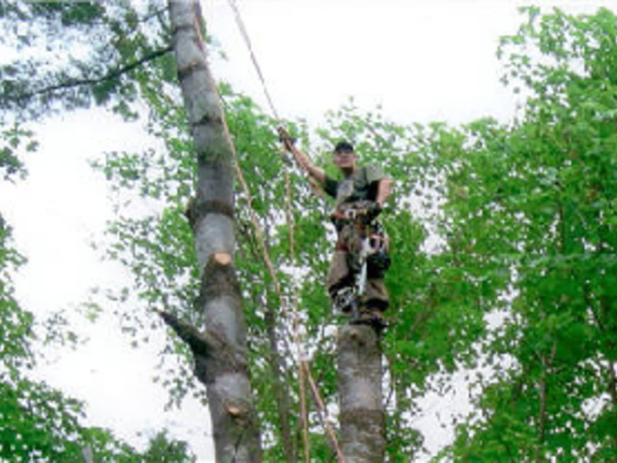 photo AAA Tree Service