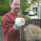 Critter Cop Wildlife Removal - Pest Control Services