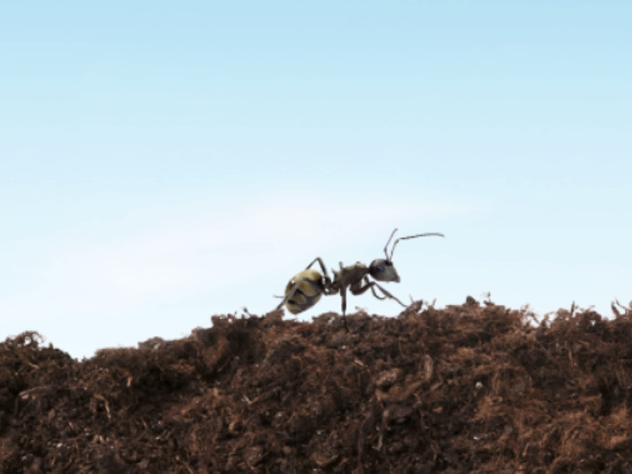 photo VEXT - West Island