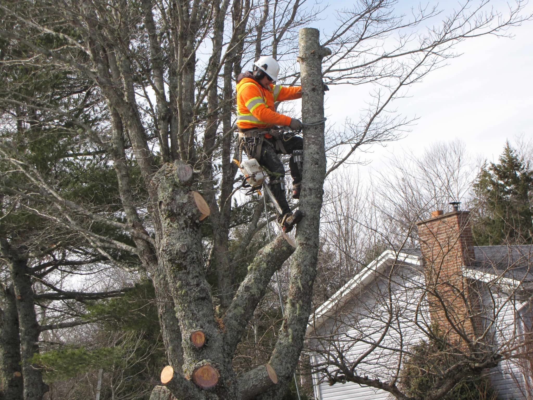 photo Solid Tree Care