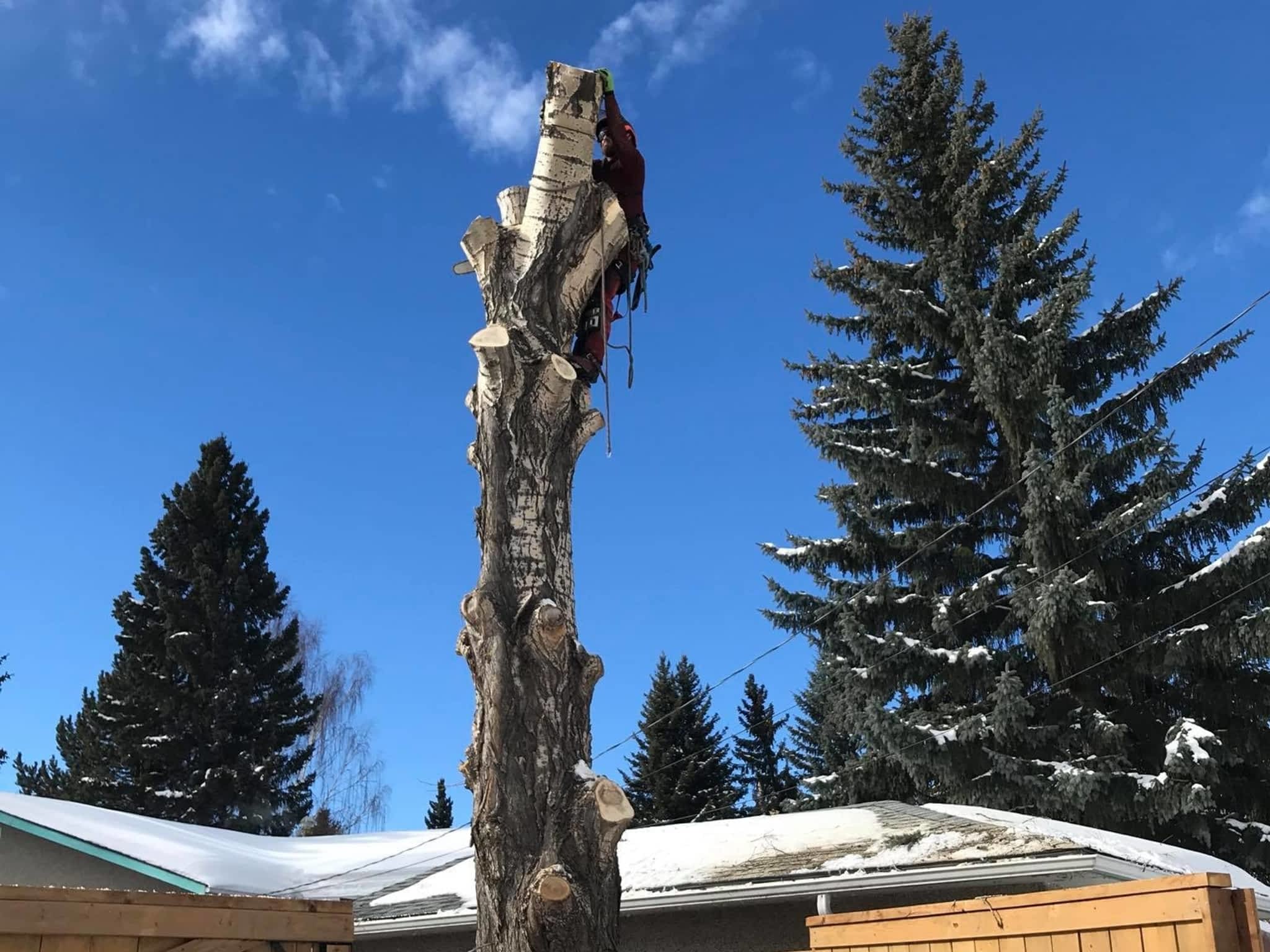 photo Raven Tree Service