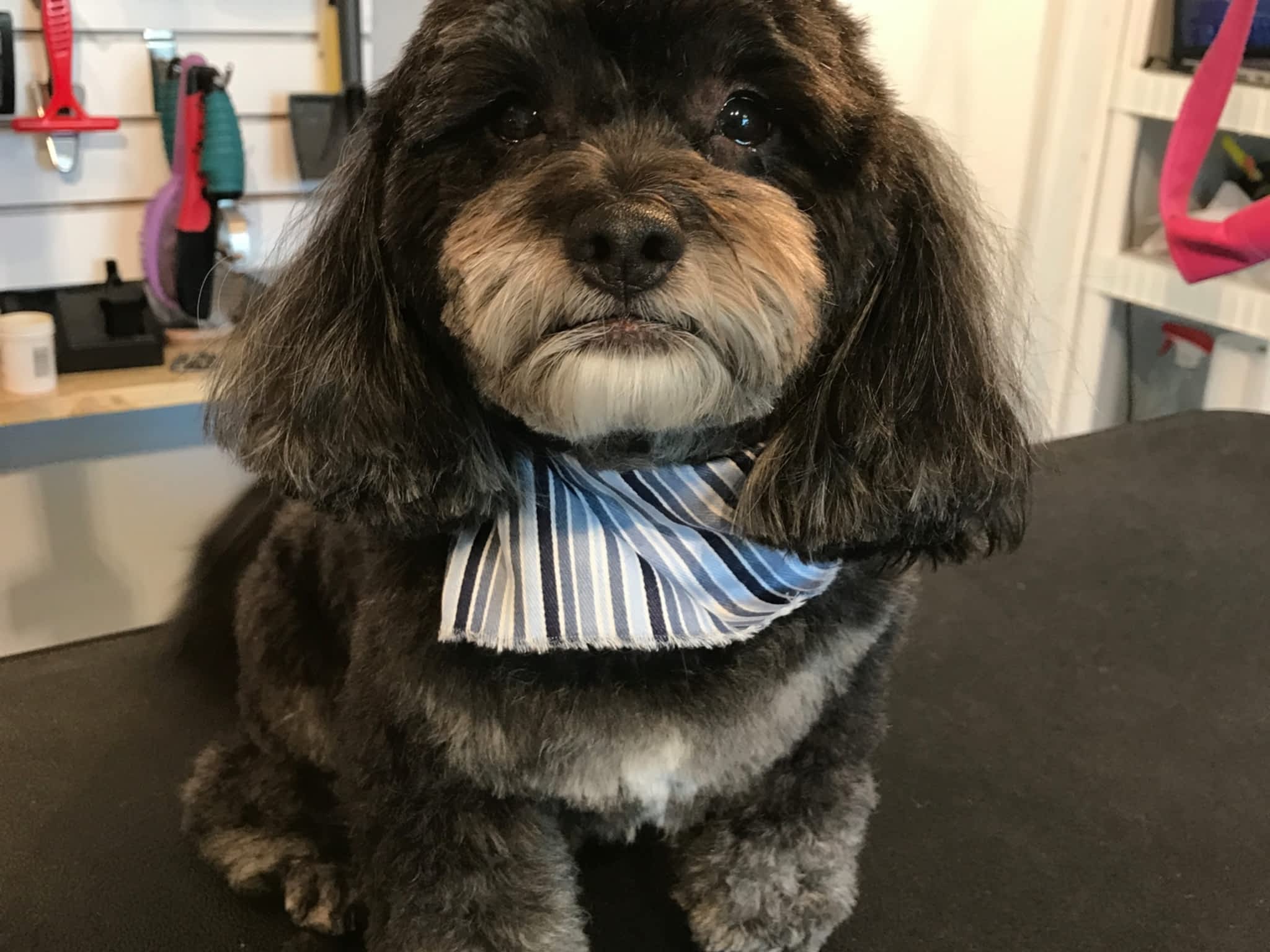 Grooming Tails Pet Salon Fredericton, NB 567 Saint Marys St Canpages