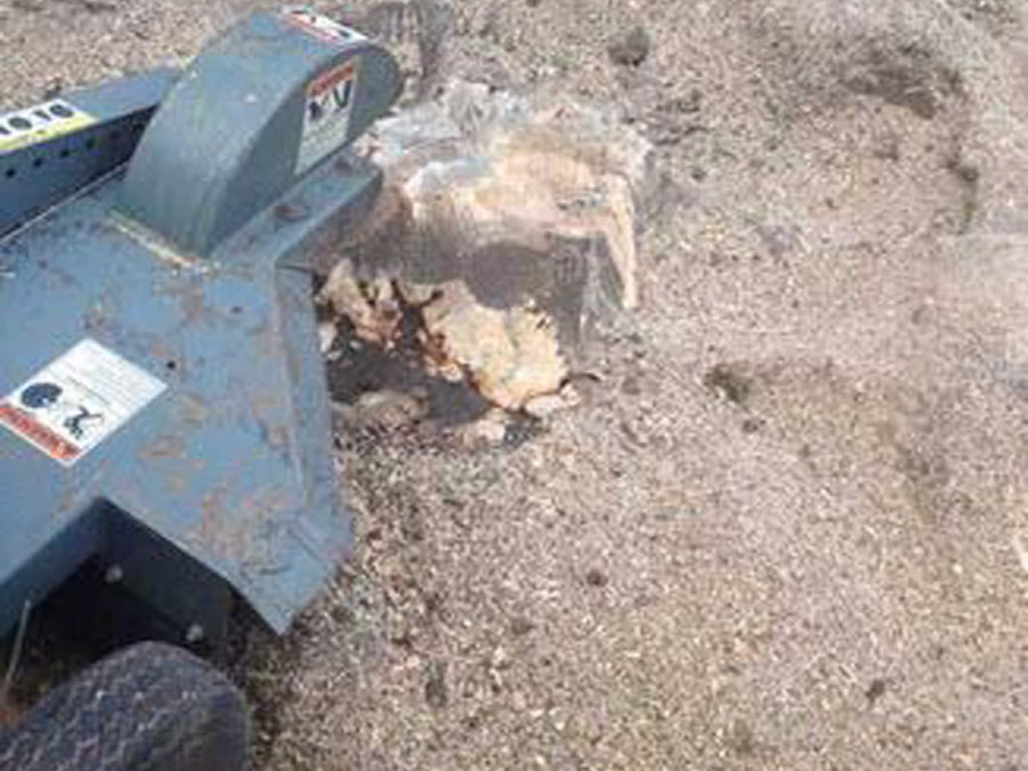 photo CBL Tree Service