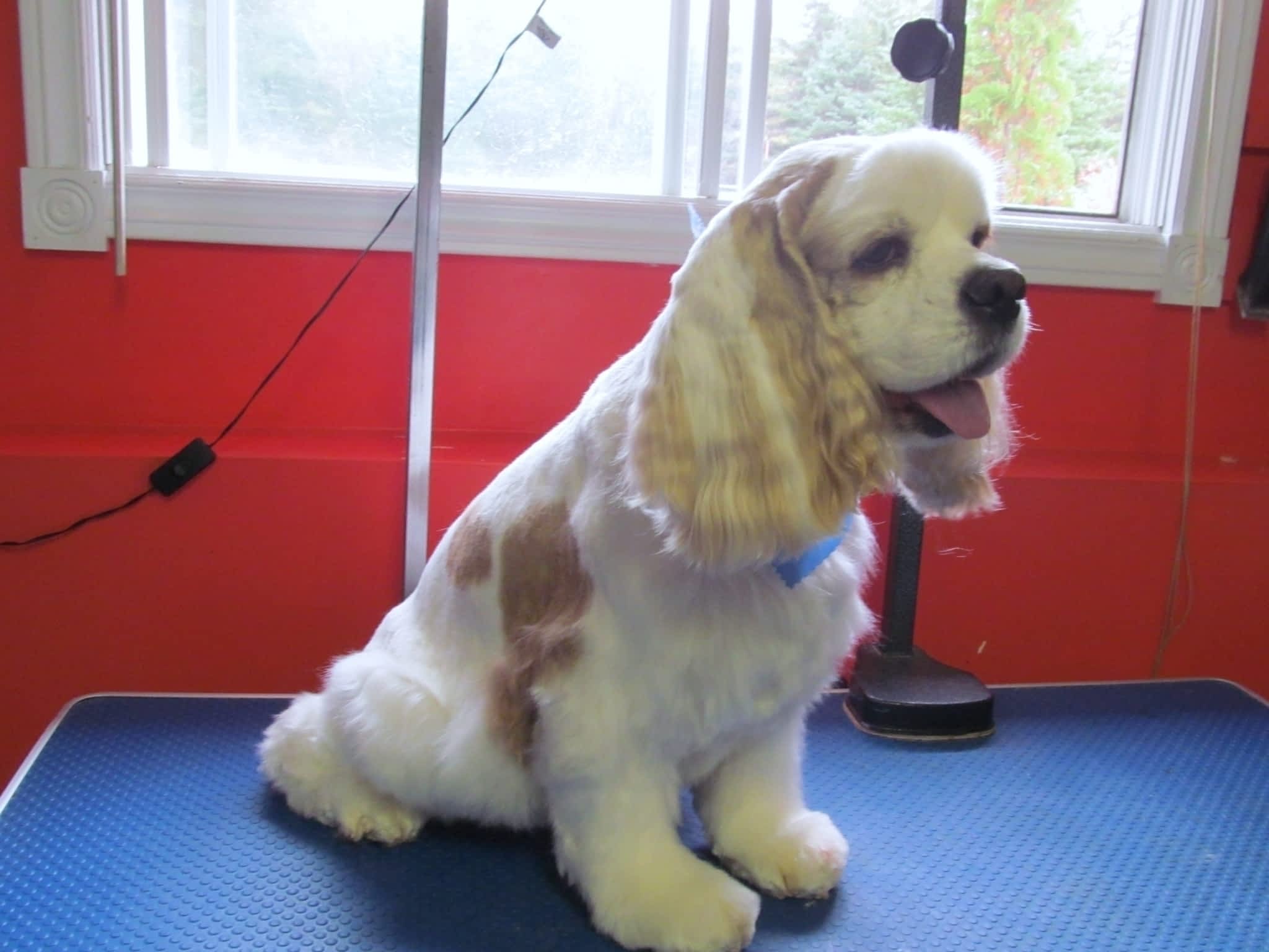 photo Jeanette's Dog Grooming