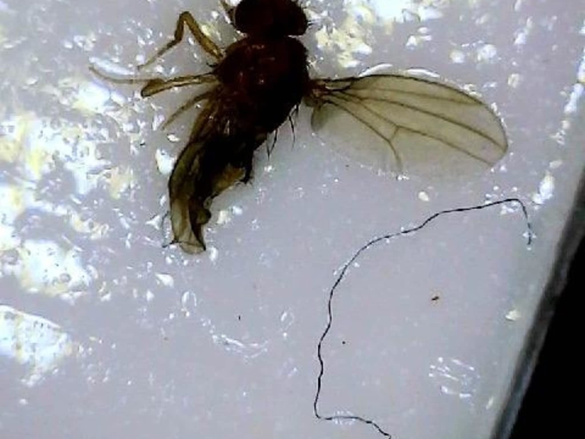 photo Phantom Pest Control Maple Ridge