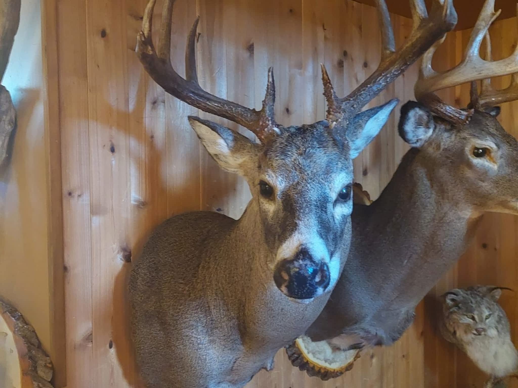 photo Gary Foreman Taxidermy