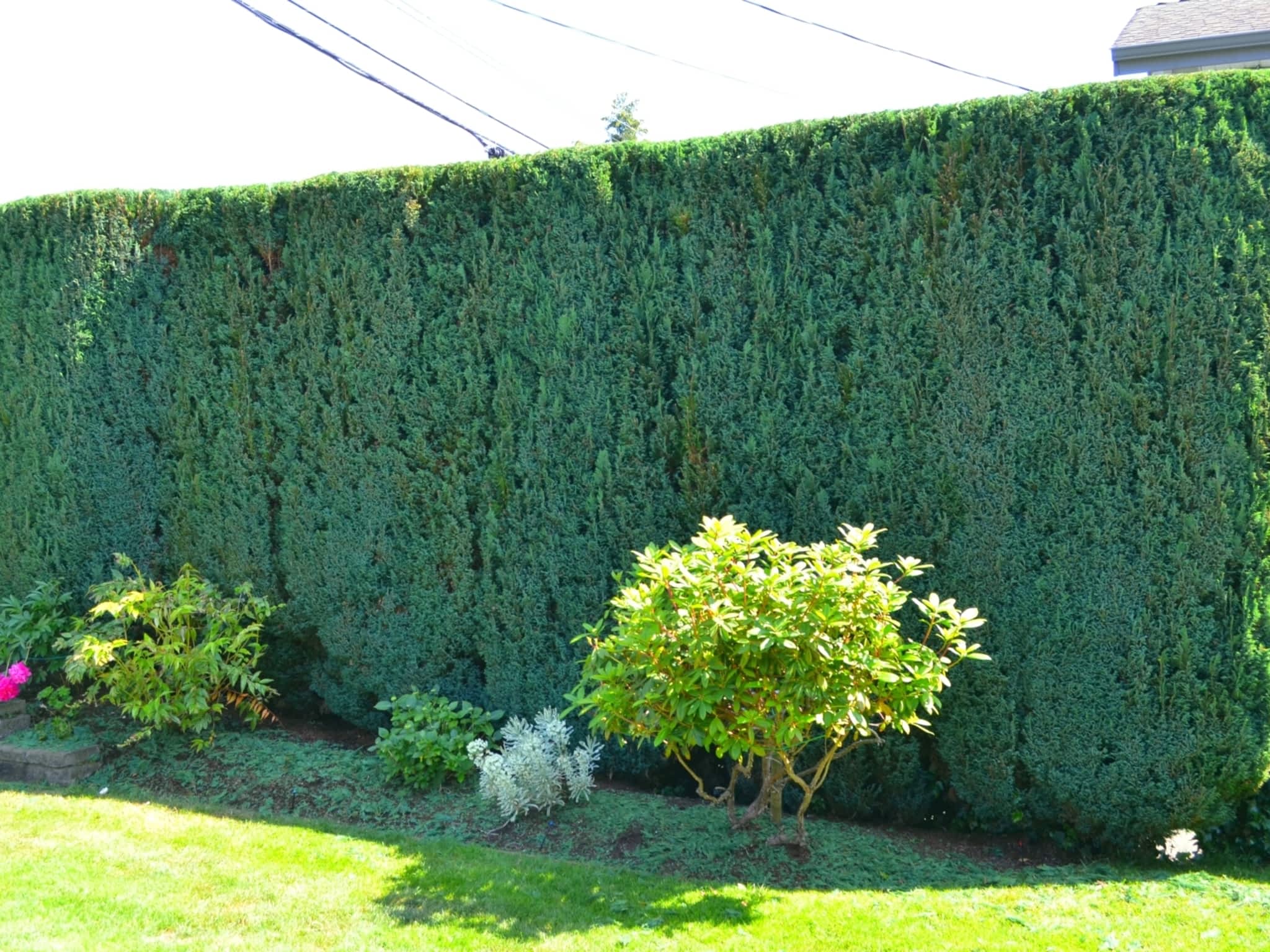 photo Harmony Pruning Service