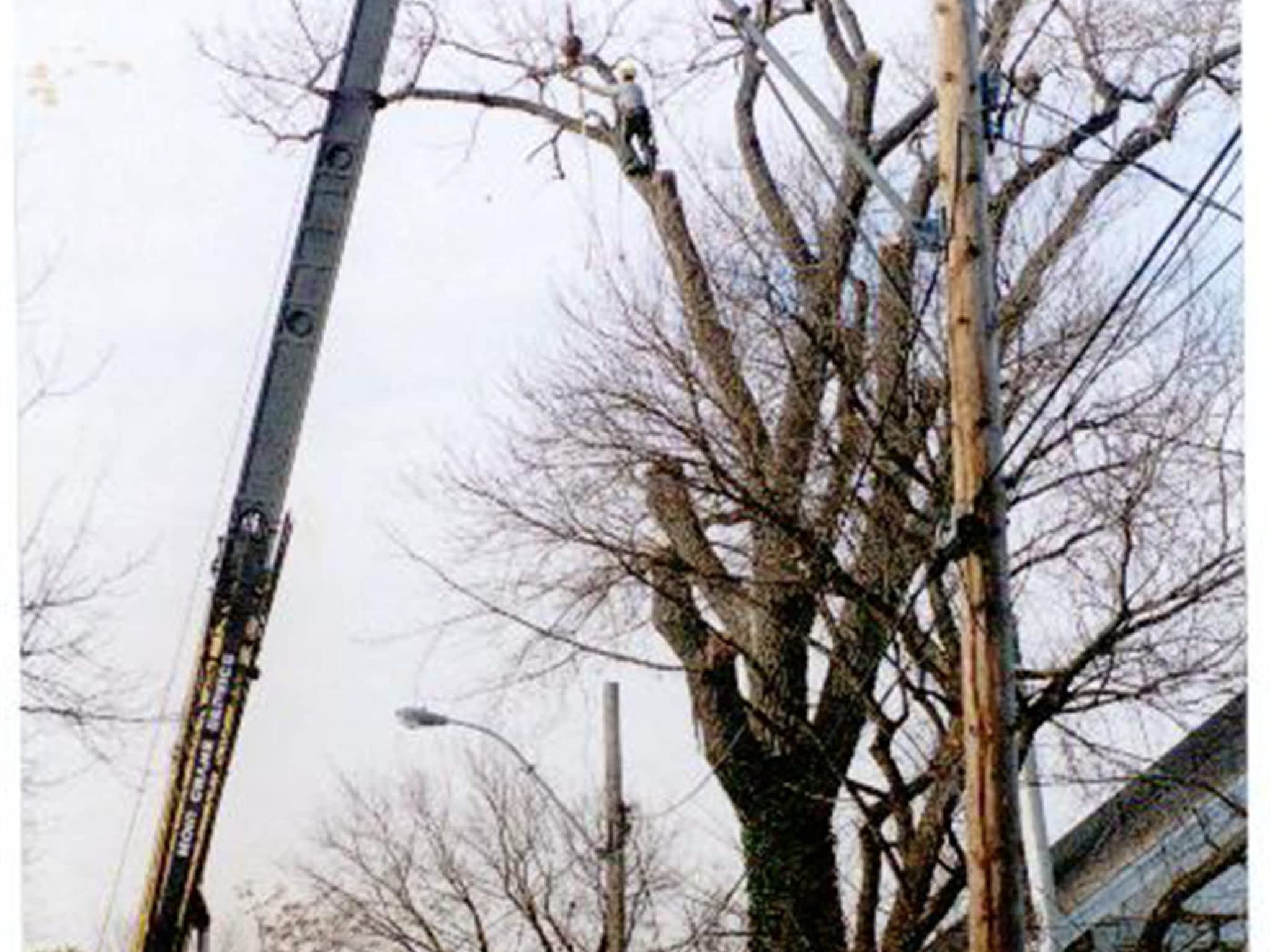 photo Landgraff Tree Service