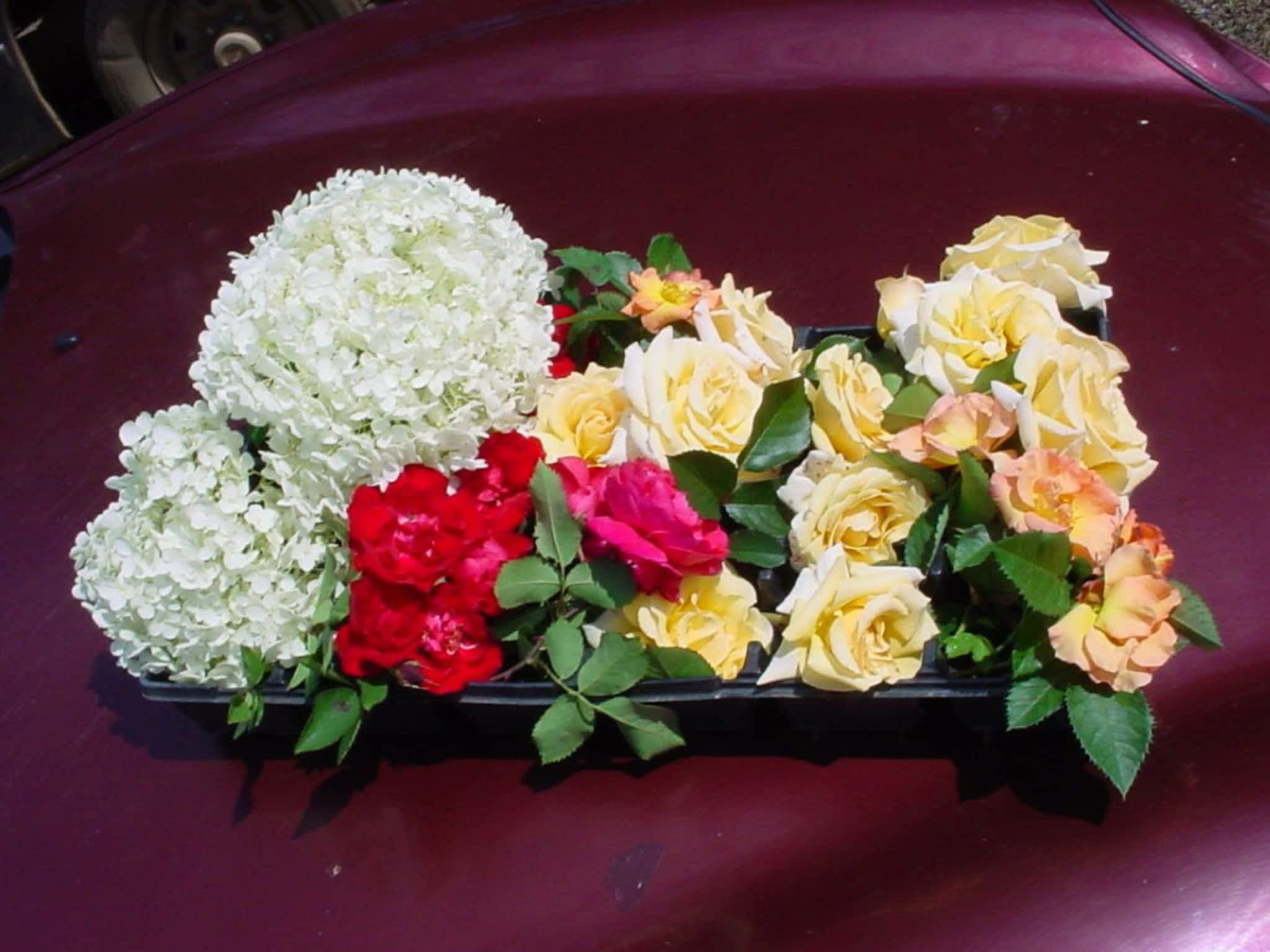 photo Pine View Nurseries